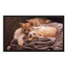 Paillasson / Tapis de propreté - IMAGE - Cats - Hamat