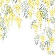 Panoramique intissé mimosa bouton d'or - 200X250cm - WONDERWALLS - Casadeco - WDWS89172205