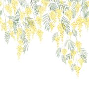 Panoramique intissé mimosa bouton d'or - 200X250cm - WONDERWALLS - Casadeco - WDWS89172205