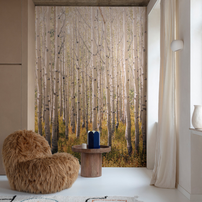 Panoramique vinyle sur intissé Birch Tree forêt bouleau - 280x159cm - Orom 2 - Grandeco - A42601