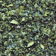 Papier peint vinyle sur intissé Illusion Mur Végétal vert - Illusion - Ugépa - M89104