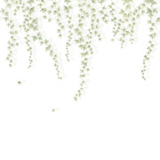 Panoramique vinyle sur intissé Lierre suspendu vert feuillage - 300X310cm - Wonderwalls 3 - Casadeco - WDWT202277509V