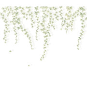 Panoramique vinyle sur intissé Lierre suspendu vert feuillage - 300X250cm - Wonderwalls 3 - Casadeco - WDWT202277507V