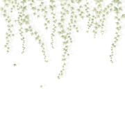 Panoramique intissé Lierre suspendu vert feuillage - 300X310cm - Wonderwalls 3 - Casadeco - WDWT202277409NW