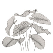 Panoramique vinyle sur intissé Alocasia noir fusain - 350X310cm - Wonderwalls 3 - Casadeco - WDWT202229342V