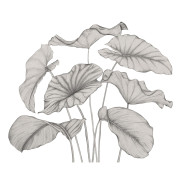 Panoramique vinyle sur intissé Alocasia noir fusain - 350X280cm - Wonderwalls 3 - Casadeco - WDWT202229341V