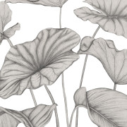 Panoramique vinyle sur intissé Alocasia noir fusain - 350X280cm - Wonderwalls 3 - Casadeco - WDWT202229341V