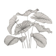 Panoramique vinyle sur intissé Alocasia noir fusain - 350X250cm - Wonderwalls 3 - Casadeco - WDWT202229340V
