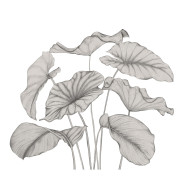 Panoramique intissé Alocasia noir fusain - 350X310cm - Wonderwalls 3 - Casadeco - WDWT202229242NW