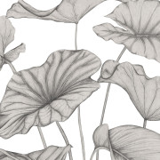 Panoramique intissé Alocasia noir fusain - 350X310cm - Wonderwalls 3 - Casadeco - WDWT202229242NW