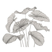 Panoramique intissé Alocasia noir fusain - 350X280cm - Wonderwalls 3 - Casadeco - WDWT202229241NW