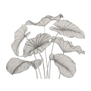 Panoramique intissé Alocasia noir fusain - 350X250cm - Wonderwalls 3 - Casadeco - WDWT202229240NW