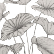 Panoramique intissé Alocasia noir fusain - 350X250cm - Wonderwalls 3 - Casadeco - WDWT202229240NW