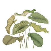Panoramique vinyle sur intissé Alocasia vert feuillage - 350X310cm - Wonderwalls 3 - Casadeco - WDWT202227942V
