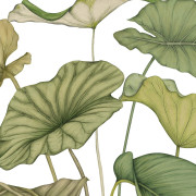 Panoramique vinyle sur intissé Alocasia vert feuillage - 350X310cm - Wonderwalls 3 - Casadeco - WDWT202227942V