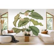 Panoramique vinyle sur intissé Alocasia vert feuillage - 350X310cm - Wonderwalls 3 - Casadeco - WDWT202227942V