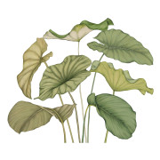Panoramique vinyle sur intissé Alocasia vert feuillage - 350X280cm - Wonderwalls 3 - Casadeco - WDWT202227941V