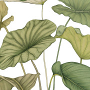 Panoramique vinyle sur intissé Alocasia vert feuillage - 350X280cm - Wonderwalls 3 - Casadeco - WDWT202227941V