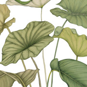 Panoramique vinyle sur intissé Alocasia vert feuillage - 350X250cm - Wonderwalls 3 - Casadeco - WDWT202227940V