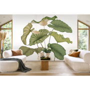 Panoramique vinyle sur intissé Alocasia vert feuillage - 350X250cm - Wonderwalls 3 - Casadeco - WDWT202227940V