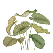 Panoramique intissé Alocasia vert feuillage - 350X310cm - Wonderwalls 3 - Casadeco - WDWT202227842NW