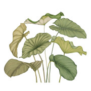 Panoramique intissé Alocasia vert feuillage - 350X280cm - Wonderwalls 3 - Casadeco - WDWT202227841NW