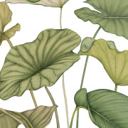 Panoramique intissé Alocasia vert feuillage - 350X280cm - Wonderwalls 3 - Casadeco - WDWT202227841NW