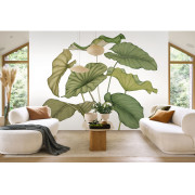 Panoramique intissé Alocasia vert feuillage - 350X280cm - Wonderwalls 3 - Casadeco - WDWT202227841NW