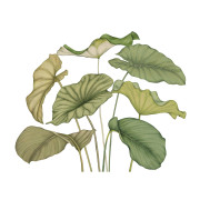 Panoramique intissé Alocasia vert feuillage - 350X250cm - Wonderwalls 3 - Casadeco - WDWT202227840NW