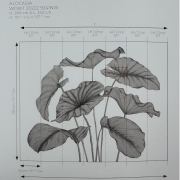 Panoramique intissé Alocasia noir fusain - 350X280cm - Wonderwalls 3 - Casadeco - WDWT202229241NW