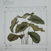 Panoramique vinyle sur intissé Alocasia vert feuillage - 350X280cm - Wonderwalls 3 - Casadeco - WDWT202227941V